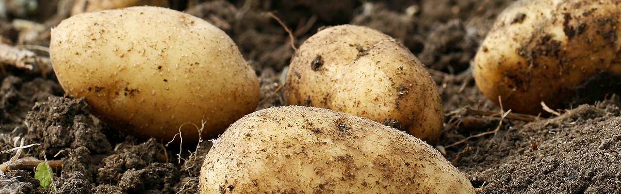 Speisekartoffeln